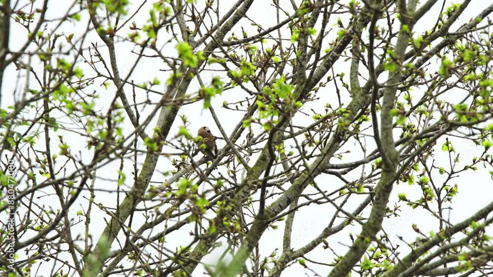 European goldfinch in tree with thick branches preens feathers and flies away European goldfinch in tree with thick branches preens feathers and flies away