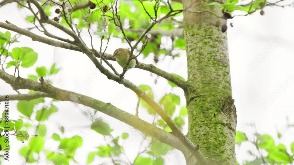 Common Chiffchaff hops up along branches perched and watching as it explores Common Chiffchaff hops up along branches perched and watching as it explores