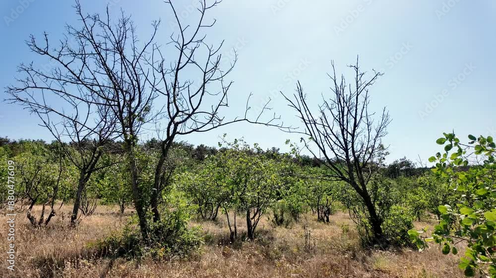 A view of a landscape in Crimea, featuring dry trees and lush bushes. A view of a landscape in Crimea, featuring dry trees and lush bushes.