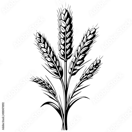 wheat sketches hand drawn line illustration, transpiderarent background