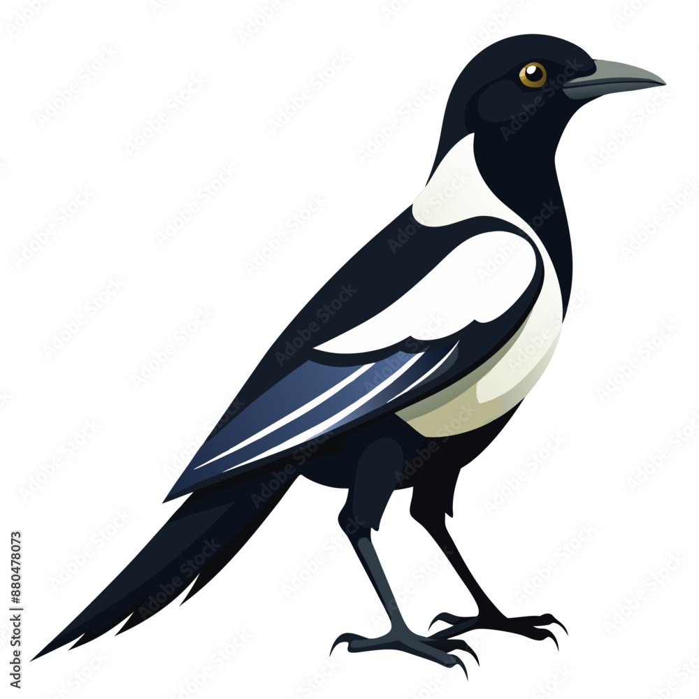 Fototapeta premium magpie Bird Vector for various uses 