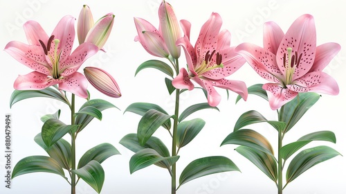 Pink Lily Flowers with Green Leaves.