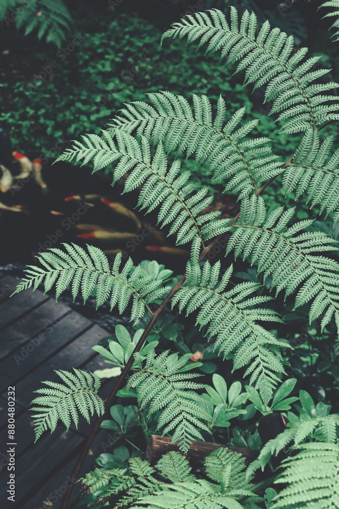 Beautiful of green tropical leaves Beautiful of green tropical leaves
