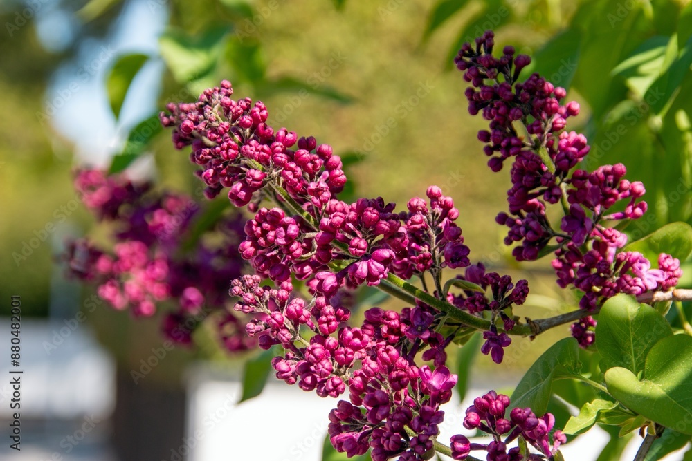 Obraz premium lilac blossoms in spring in the city Munich