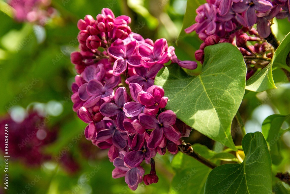 lilac blossoms in spring in the city Munich lilac blossoms in spring in the city Munich