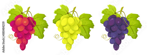 Set of green grapes, red, purple grapes.Bunches of grapes with leaves isolated on a white background. Vector illustration.