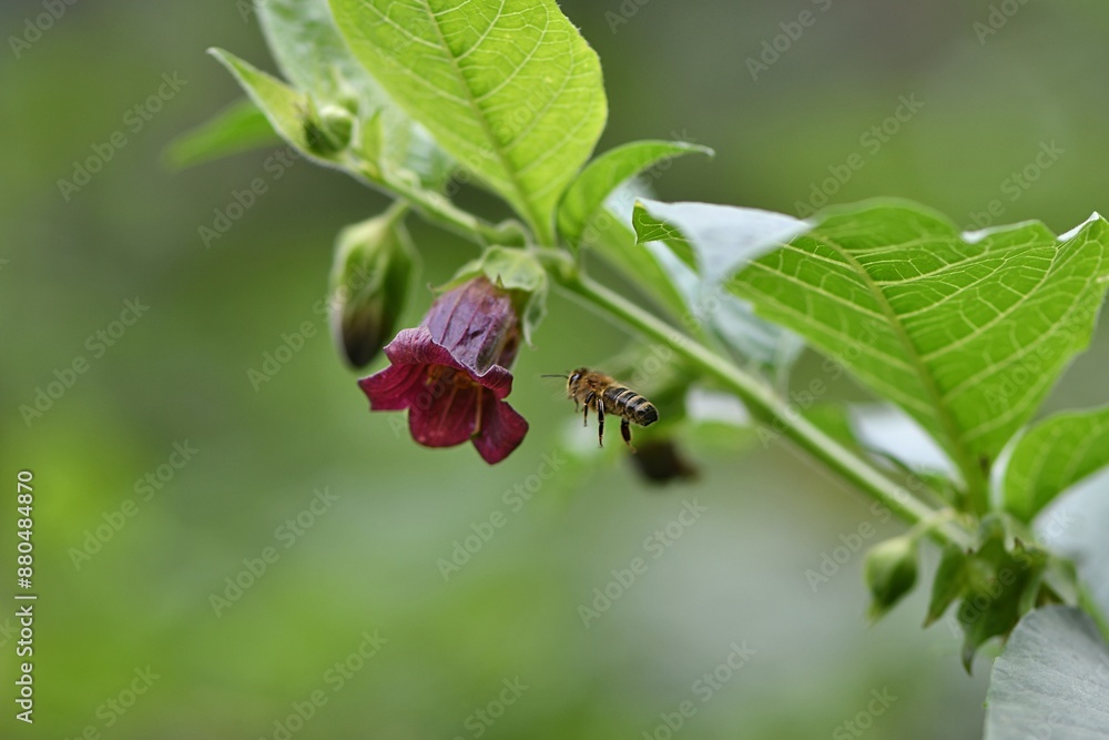 Φωτογραφία Dzwonkowaty kwiat trującego pokrzyku wilcza jagoda (Atropa belladonna) i lecąca