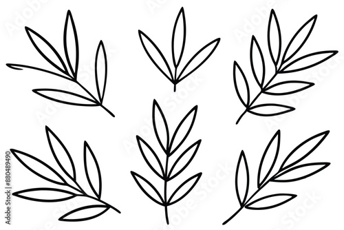 Olive Leaf line art elegant nature inspired drawing