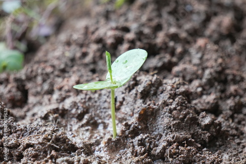  beginning to grow a leaf in a seed sprout from soil 
which keep potential  changes in environment environmental day