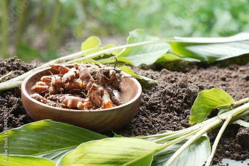 Raw Turmeric harvest from agricultural farming 
leaf and stem of turmeric plant
