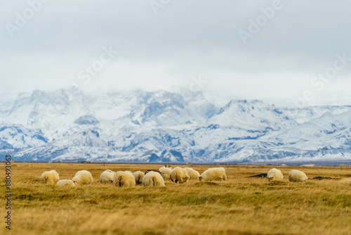 Sheep in front of mountains near Hvolsvöllur in Iceland