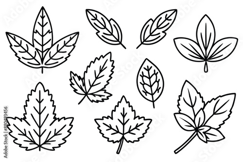 Oregano Leaf line art simple elegant nature inspired design