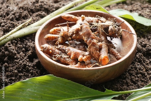 Raw Turmeric harvest from agricultural farming 
leaf and stem of turmeric plant