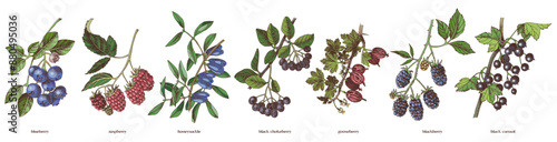 Set of hand drawn berry branches