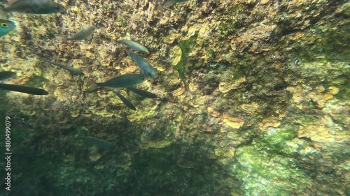 Underwater clip of small coastal fish swimming near a pier. Salpa, and damsel fish. photo