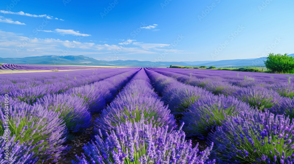 Obraz premium Lavender fields in Provence with vibrant purple flowers.