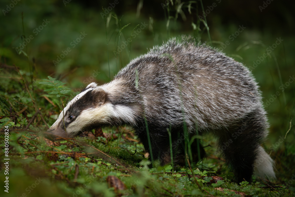 An unmistakable animal, the badger is large and grey, with a short, fluffy tail, black belly and paws, and a black-and-white striped face. Badgers can eat several hundred earthworms a night! An unmistakable animal, the badger is large and grey, with a short, fluffy tail, black belly and paws, and a black-and-white striped face. Badgers can eat several hundred earthworms a night!
