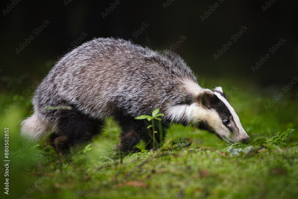 Obraz premium An unmistakable animal, the badger is large and grey, with a short, fluffy tail, black belly and paws, and a black-and-white striped face. Badgers can eat several hundred earthworms a night!