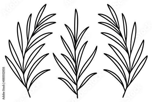 Tarragon Leaf line art detailed hand drawn leaf design