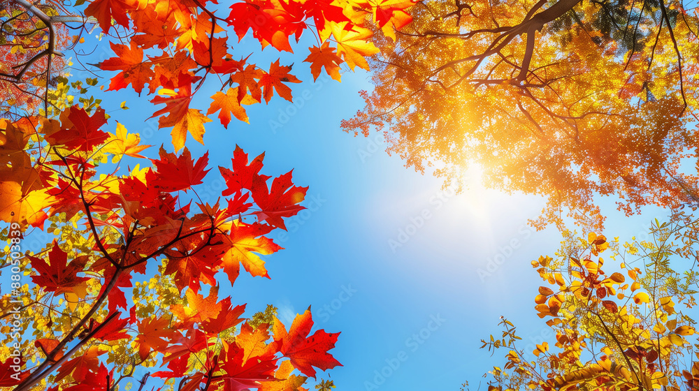 Autumn leaves in a forest with vibrant red, orange, and yellow colors. Autumn leaves in a forest with vibrant red, orange, and yellow colors.