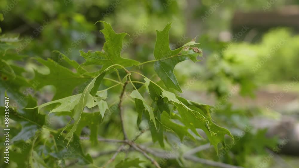 Breeze blowing through oak leaves on the ground after a storm. Breeze blowing through oak leaves on the ground after a storm.