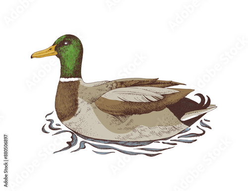 Mallard Duck drake sketched vector illustration