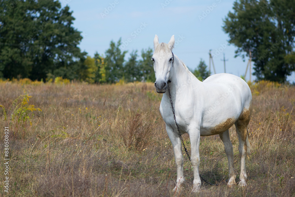 Obraz premium white horse on dry grass in the field. Arabian horse, white horse stands in an agriculture field with dry grass in sunny weather. strong, hardy and fast animal.