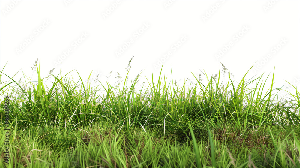 green grass field isolated on white background green grass field isolated on white background
