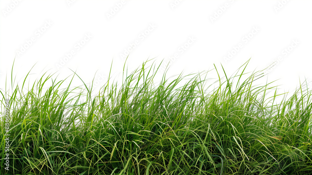 Fototapeta premium green grass field isolated on white background