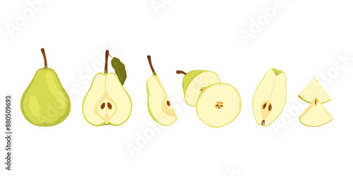 Raw green pear fruit. Ripe whole, half, quarter and slice pear. Simple hand drawn vector set isolated on white background.