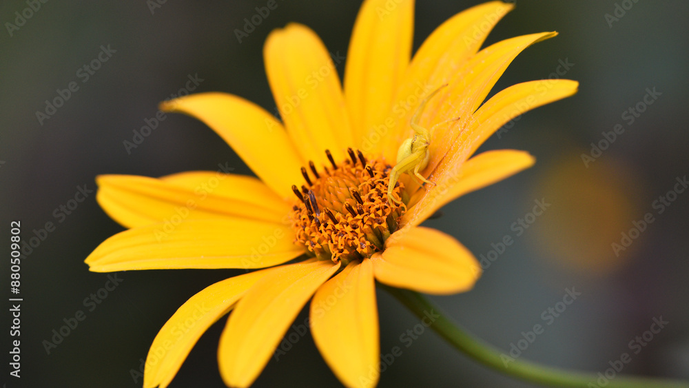 Thomisus onustus. Misumena vatia sitting on yellow chamomile flowers in the garden. close-up. floral background. bright chamomile in spring or summer. hunter, predator on a wild flower. macro nature Thomisus onustus. Misumena vatia sitting on yellow chamomile flowers in the garden. close-up. floral background. bright chamomile in spring or summer. hunter, predator on a wild flower. macro nature