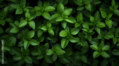 green leaves background