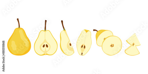 Raw yellow pear fruit from different angles. Ripe whole, half, quarter and slice pear. Simple hand drawn vector isolated on white background.