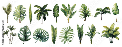 Watercolor set with palm trees and leaves floral plants elements