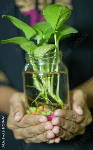 plant in glass jar with water and hand