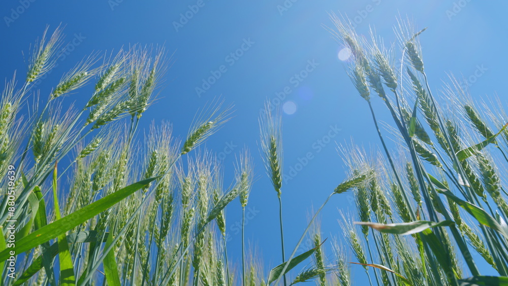 Golden green wheat ears field swaying in wind. Low anlgle view. Field of wheat. Agricultural business concept. Golden green wheat ears field swaying in wind. Low anlgle view. Field of wheat. Agricultural business concept.