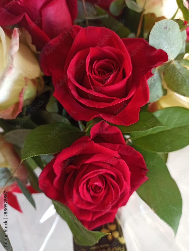 roses rouges roses rouges
