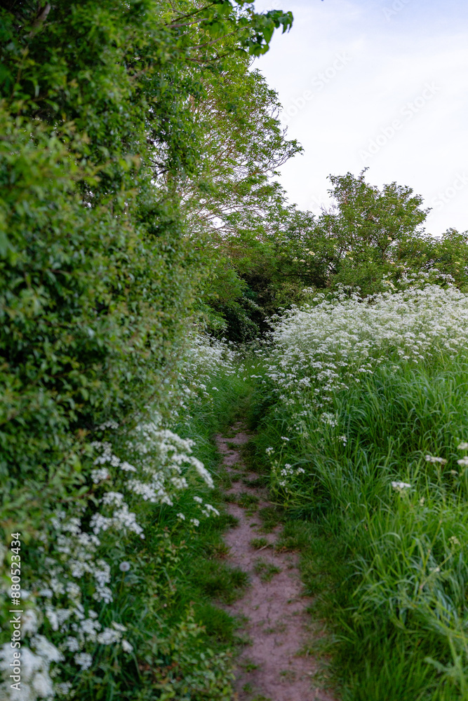 Kleiner Feldweg zwischen Blumen gefüllten Wiesen im Sommer Kleiner Feldweg zwischen Blumen gefüllten Wiesen im Sommer