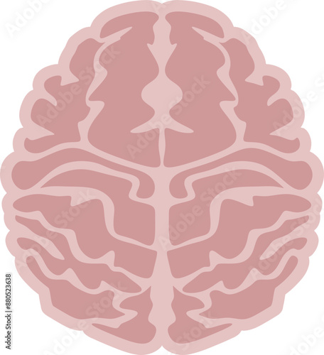 Brain - Vector Graphic 