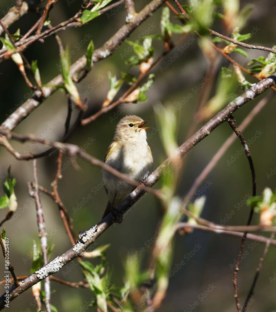 Common chiffchaff (Phylloscopus collybita) singing in a tree in spring. Common chiffchaff (Phylloscopus collybita) singing in a tree in spring.