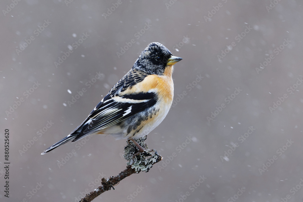 Brambling (Fringilla montifringilla) male in snowfall perched on a branch in spring. Brambling (Fringilla montifringilla) male in snowfall perched on a branch in spring.