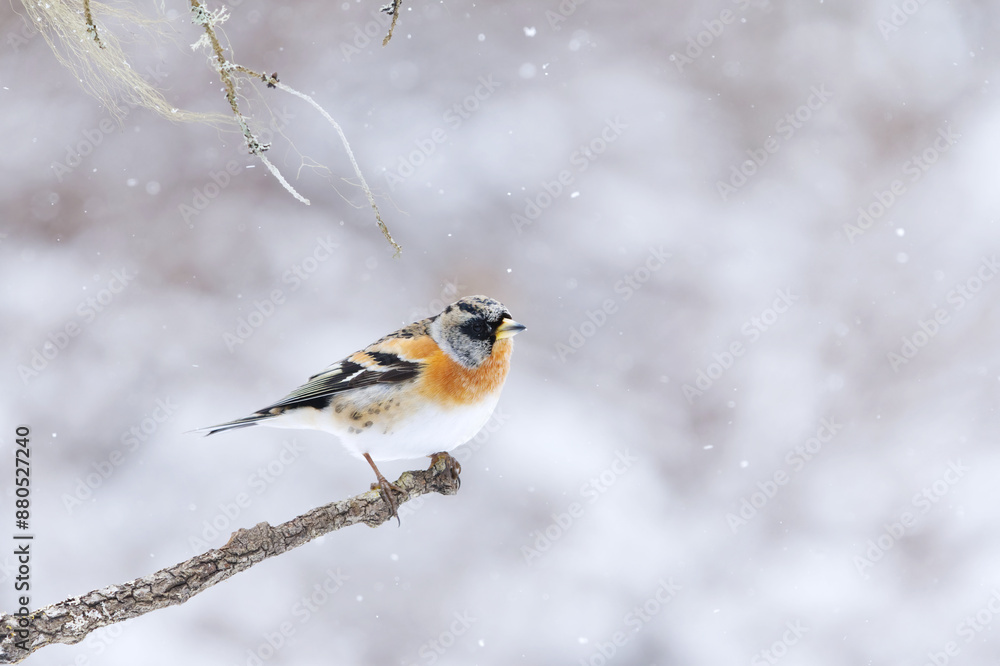 Brambling (Fringilla montifringilla) male in snowfall perched on a branch in spring. Brambling (Fringilla montifringilla) male in snowfall perched on a branch in spring.