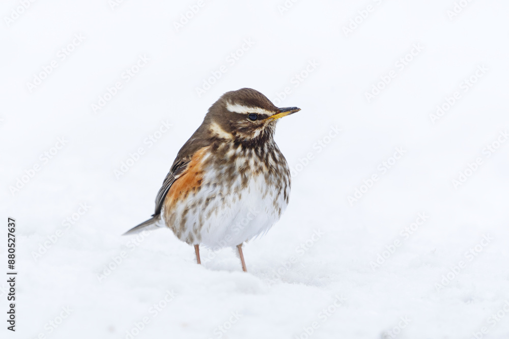 Fototapeta premium Redwing (turdus iliacus) standing in the snow in early spring.