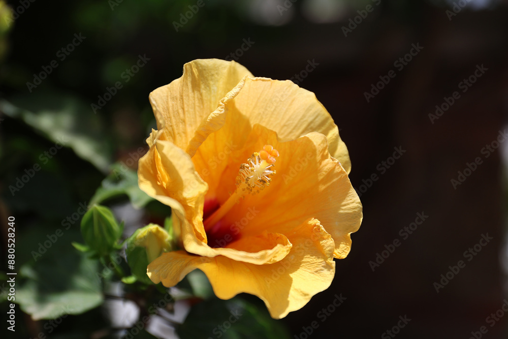 Blooming Chinese rose in an ornamental garden. Blooming Chinese rose in an ornamental garden.