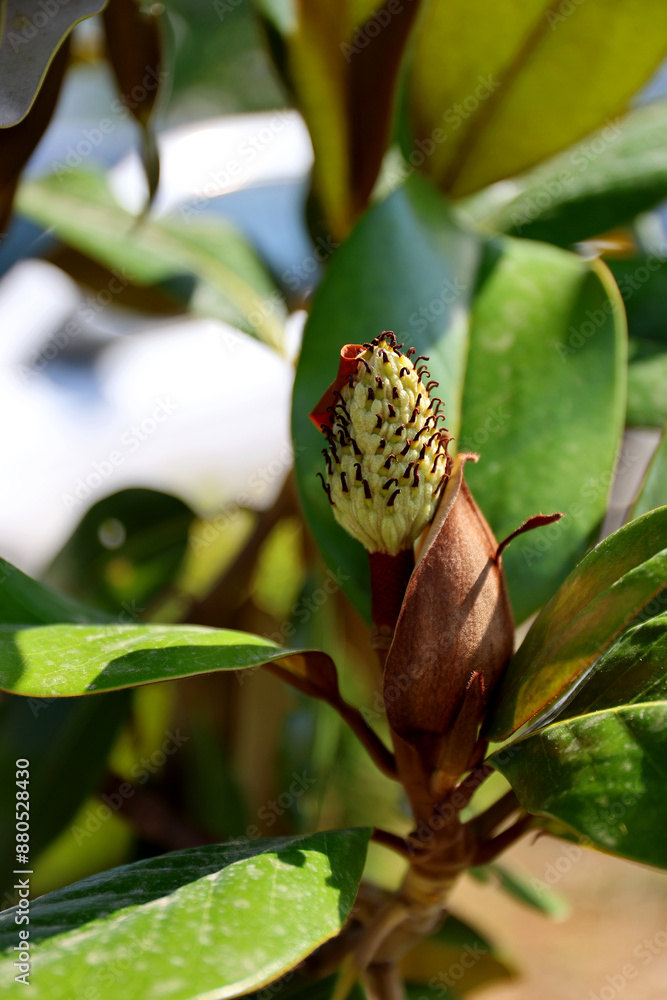 A faded magnolia flower in Greece. A faded magnolia flower in Greece.