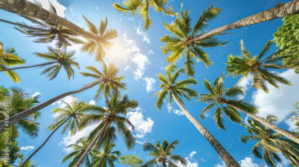 Palm Trees Reaching for the Sky Palm Trees Reaching for the Sky