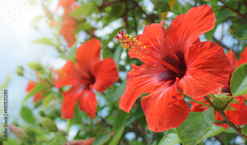 Fototapeta Naklejka Na Ścianę i Meble -  Close-up of vibrant red hibiscus flowers in full bloom with green foliage background.

