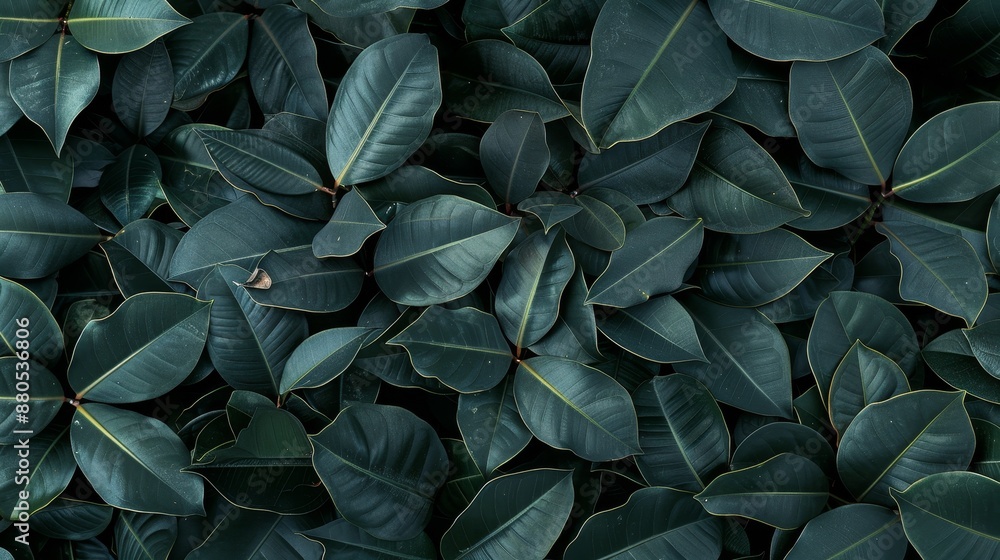Abstract black leaf textures for tropical leaf backgrounds. Dark nature concept. Abstract black leaf textures for tropical leaf backgrounds. Dark nature concept.