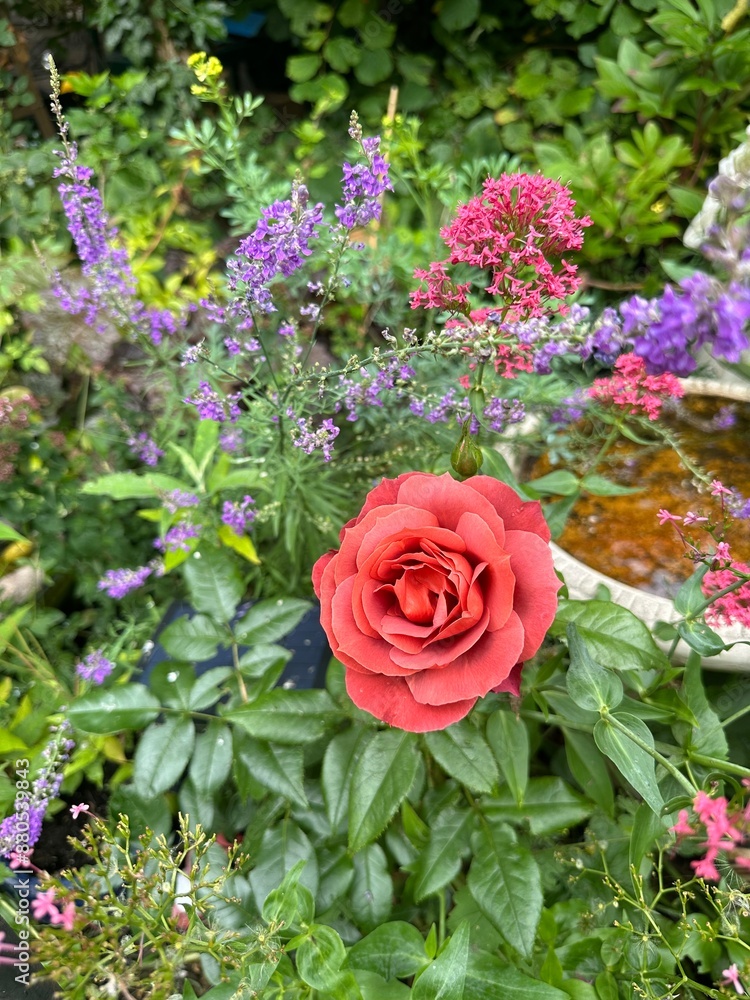 pink roses in a garden pink roses in a garden