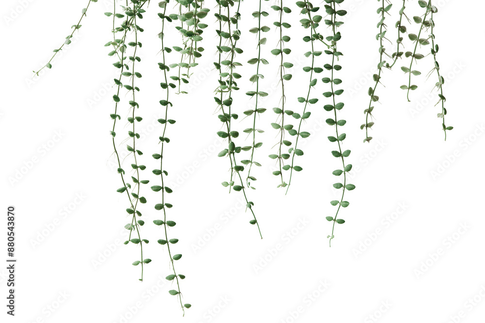 Angel vine plant png border, transparent background Angel vine plant png border, transparent background